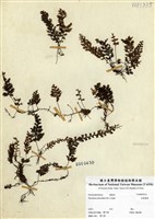 藏品(細葉蕗蕨)的圖片